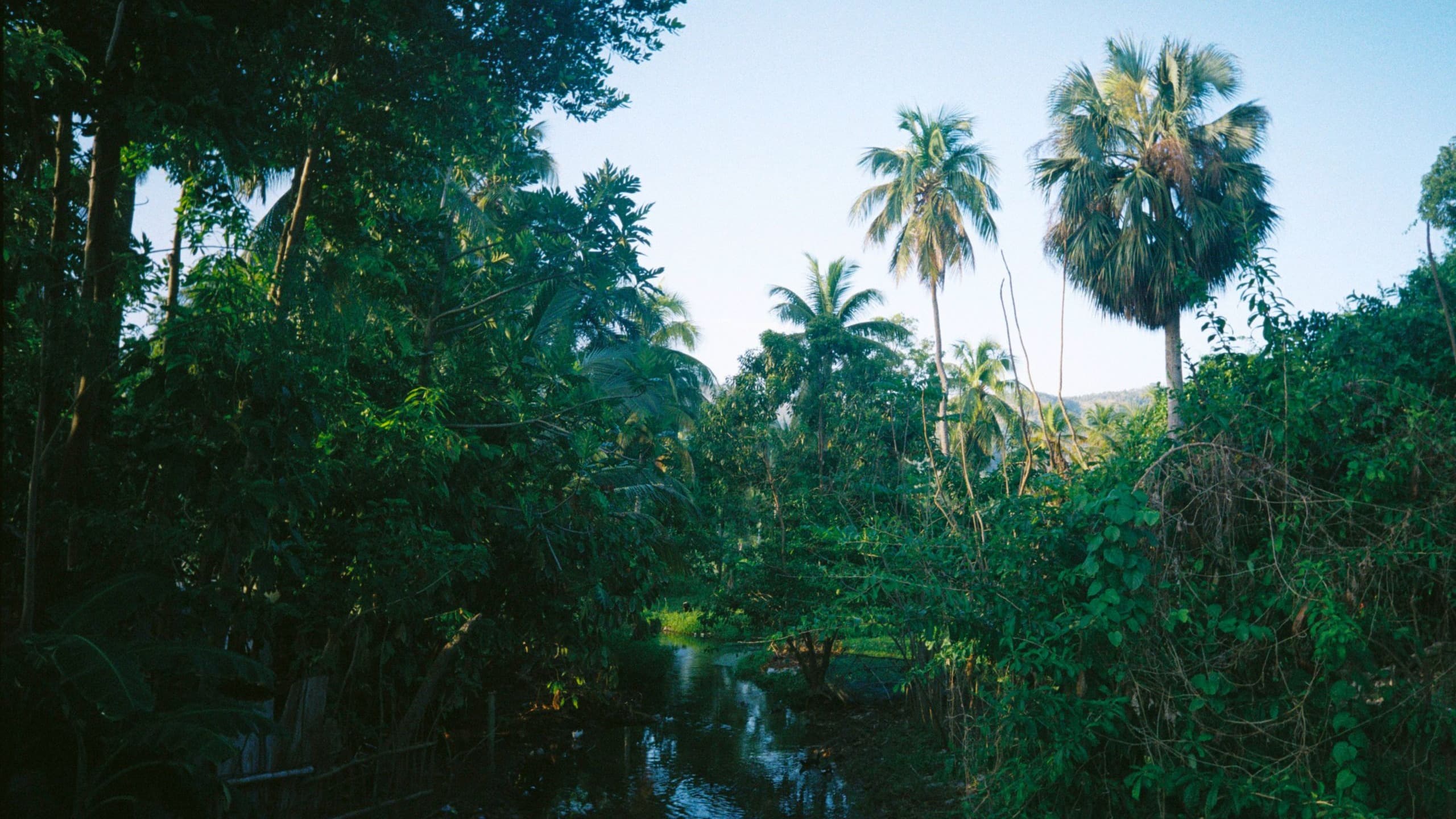 Visions d’un jardin tropical: Eine multisensorische Traumlandschaft haitianisch-diasporischer Erfahrungen