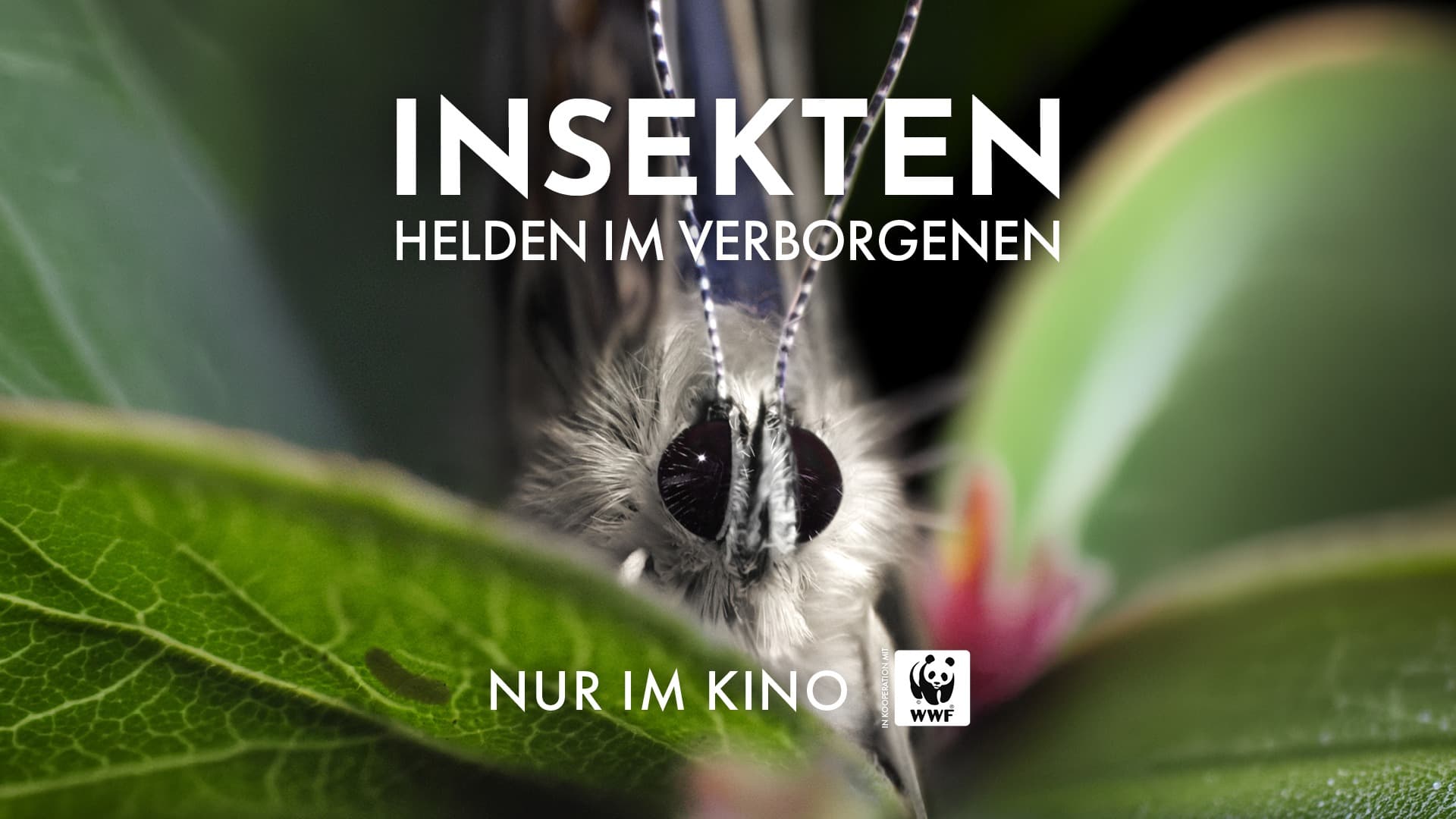 Insekten - Helden im Verborgenen