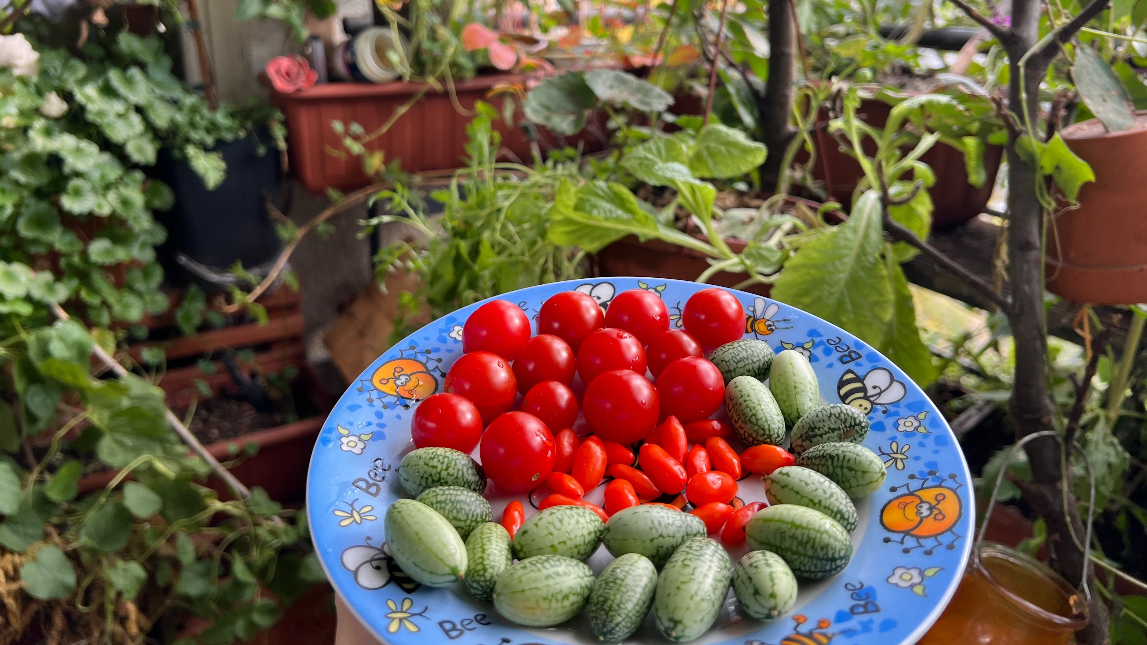 Erfolgreich den Balkon begrünen, Sommergemüse ernten und die Artenvielfalt fördern. Erfolgreicher Anbau von Obst, Salaten, Gemüse und Kräutern in bunter Mischkultur.