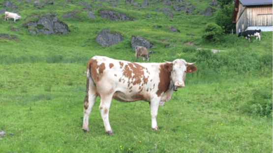 Käseschule Special: Käse aus den Alpen